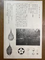 非水百花譜の内　山吹　やまぶき