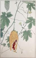 非水百花譜の内　蔓茘枝　つるれいし（にがうり）