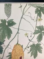 非水百花譜の内　蔓茘枝　つるれいし（にがうり）