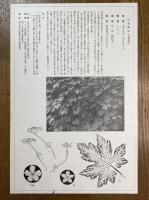 非水百花譜の内　蔓茘枝　つるれいし（にがうり）