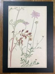 非水百花譜の内　松虫草　まつむしさう