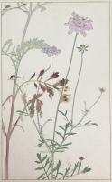 非水百花譜の内　松虫草　まつむしさう