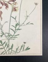 非水百花譜の内　松虫草　まつむしさう
