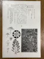 非水百花譜の内　松虫草　まつむしさう