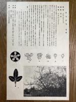 非水百花譜の内　枸橘　からたち