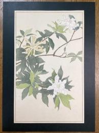 非水百花譜の内　小梔子　こくちなし