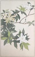 非水百花譜の内　小梔子　こくちなし