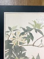 非水百花譜の内　小梔子　こくちなし