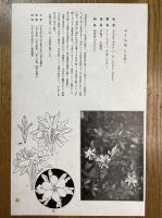 非水百花譜の内　小梔子　こくちなし