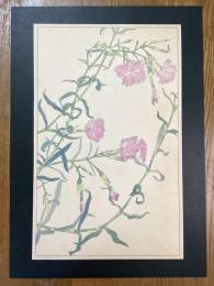 非水百花譜の内　撫子　なでしこ