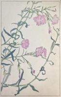 非水百花譜の内　撫子　なでしこ