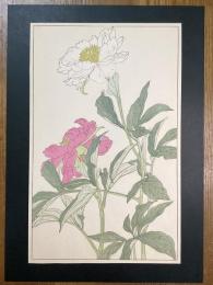 非水百花譜の内　芍薬　しゃくやく