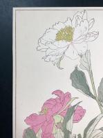 非水百花譜の内　芍薬　しゃくやく