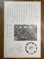 非水百花譜の内　芍薬　しゃくやく