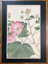 非水百花譜の内　芙蓉　ふよう