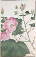 非水百花譜の内　芙蓉　ふよう