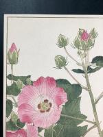 非水百花譜の内　芙蓉　ふよう