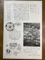 非水百花譜の内　芙蓉　ふよう