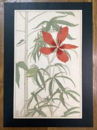 非水百花譜の内　紅蜀葵　もみぢあふひ