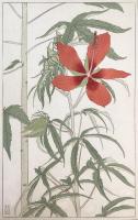 非水百花譜の内　紅蜀葵　もみぢあふひ