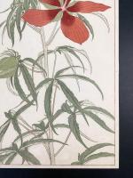 非水百花譜の内　紅蜀葵　もみぢあふひ