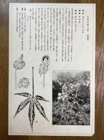 非水百花譜の内　紅蜀葵　もみぢあふひ