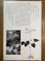 非水百花譜の内　姥百合　うばゆり