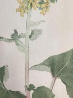 非水百花譜の内　男寶香　をたからこう