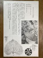 非水百花譜の内　男寶香　をたからこう