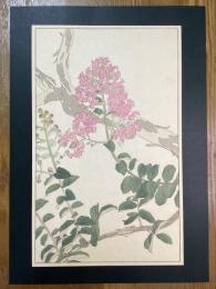 非水百花譜の内　百日紅　ひゃくじつかう（さるすべり）