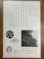 非水百花譜の内　百日紅　ひゃくじつかう（さるすべり）