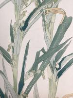 非水百花譜の内　珠数玉　じゅずだま