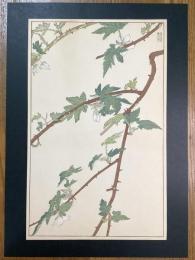 非水百花譜の内　木苺　きいちご