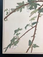 非水百花譜の内　木苺　きいちご