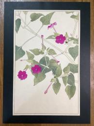 非水百花譜の内　白粉花　おしろいばな