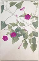 非水百花譜の内　白粉花　おしろいばな