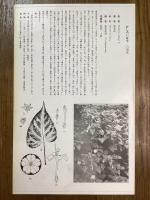 非水百花譜の内　白粉花　おしろいばな