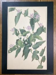非水百花譜の内　ほととぎす