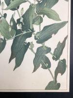 非水百花譜の内　ほととぎす