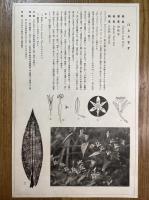 非水百花譜の内　ほととぎす