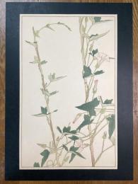 非水百花譜の内　小昼顔　こひるがほ