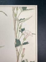 非水百花譜の内　小昼顔　こひるがほ