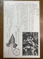 非水百花譜の内　小昼顔　こひるがほ