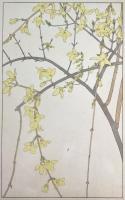 非水百花譜の内　連翹　れんげう