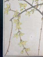 非水百花譜の内　連翹　れんげう