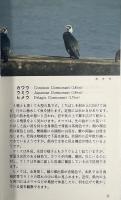 宮崎の野鳥