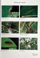 琉球列島産昆虫目録 増補改訂版 〈沖縄県産生物目録シリーズ = Flora and fauna in Okinawa no.1〉