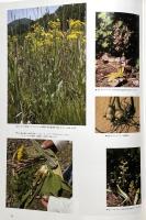 食べられる野生植物大事典 : 草本・木本・シダ