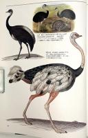 世界大博物図鑑 第4巻 〈鳥類〉