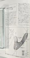 アイヌモシリ : 民族文様からみたアイヌの世界